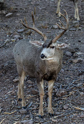 Macaroons - Ten Point Mule Deer Buck by Renny Spencer