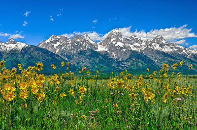 Disney Royalty Free Images - Teton Peaks and Flowers Royalty-Free Image by Greg Norrell