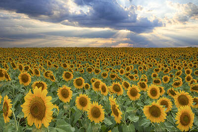Recently Sold - Sunflowers Photos - Texas Wildflower Images - Sunflower Fields of Summer 7 by Rob Greebon