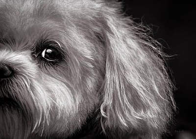 Portraits Photos - The Dog Next Door by Bob Orsillo