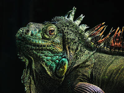 Reptiles Photos - The Dragon by Joachim G Pinkawa