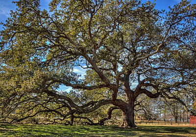 Sunflowers Rights Managed Images - The Emancipation Oak Tree at HU Royalty-Free Image by Jerry Gammon