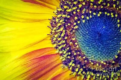 Sunflowers Digital Art - The Eye OF Helianthus by Edwin Davis