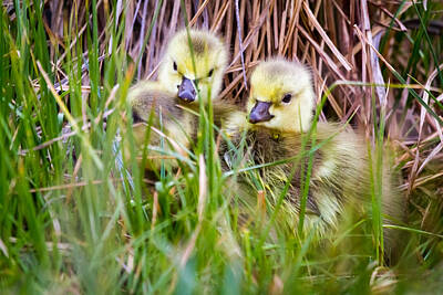 Purely Purple - The First Day. Canada Goose Hatchlings by TL Mair