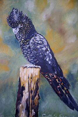 Science Collection - The Forest Red-Tailed Black Cockatoo by Cynthia Farr