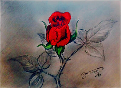 Roses Drawings - The Lone Rose by Jose A Gonzalez Jr