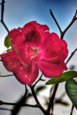 Sultry Plants Rights Managed Images - The Lone Rose v2 Royalty-Free Image by Michael Frank Jr