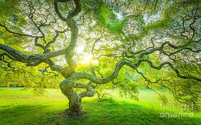 Surrealism Photos - The Magical Japanese Maple Tree by Michael Ver Sprill