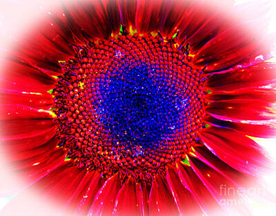 Frog Art - The blue center of the Red Sunflower by Tina M Wenger