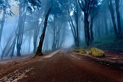 Cat Tees - The road of kings by Jorge Maia