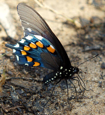 Western Buffalo - The Spicebush Swallowtail Papilio Troilus by Kim Pate