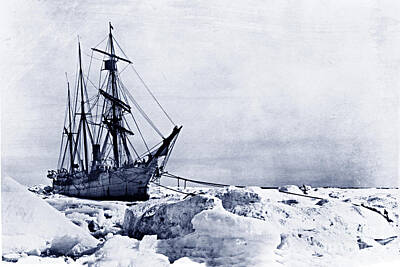 Graphic Tees - The US RC Bear caught in the ice at Cape Smyth Alaska June 1899 by Monterey County Historical Society