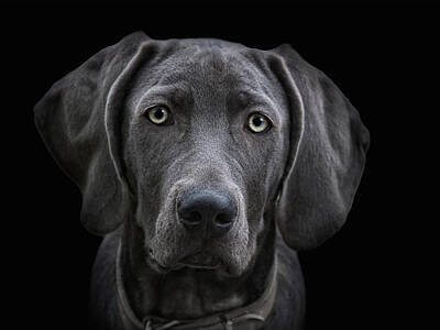 Portraits Rights Managed Images - The Weimaraner Royalty-Free Image by Joachim G Pinkawa