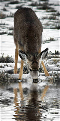 World Forgotten - Thirst Quenching Deer by Priscilla Burgers
