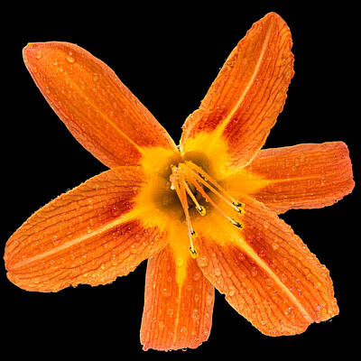 Lilies Photos - This Orange Lily by Steve Gadomski