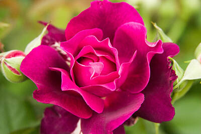 Best Sellers - Roses Digital Art - Thorns have Roses by Jeff Folger