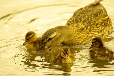 Nothing But Numbers - Three Little Duckies And Mom by Jeff Swan