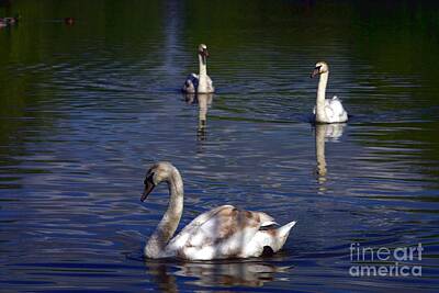 Beaches And Waves Rights Managed Images - Three Swans Royalty-Free Image by Jeremy Hayden