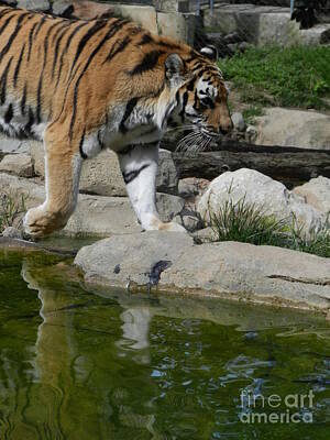 Mother And Child Animals - Tiger at the Pond by Heather Jane