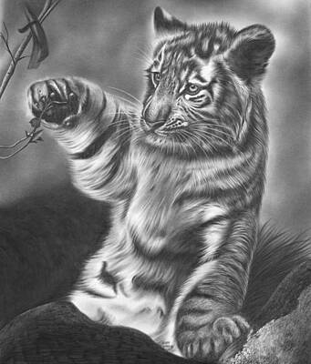 Animals Drawings - Tiger Cub by Jerry Winick