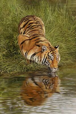 Animals Paintings - Tiger by David Stribbling