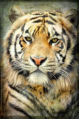On Trend Breakfast Royalty Free Images - Tiger III Royalty-Free Image by Athena Mckinzie
