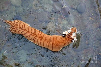 Beach Days - Tiger in the Stream by Robert Meanor