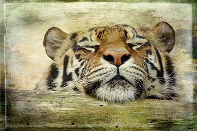 Animals Photos - Tiger Snooze by Athena Mckinzie