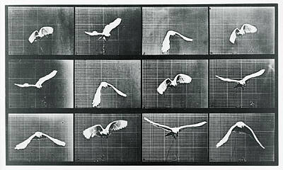 Birds Mixed Media - Time Lapse Motion Study Bird Monochrome  by Tony Rubino