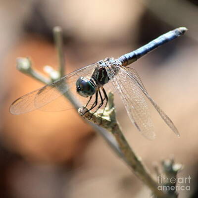 Pineapple Rights Managed Images - Tired Dragonfly Square Royalty-Free Image by Carol Groenen