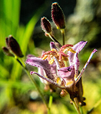 Photo Royalty Free Images - Toad Lily Blossom and Buds 1 Royalty-Free Image by Douglas Barnett