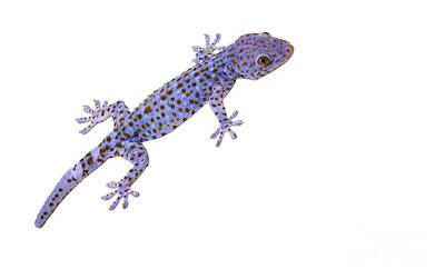 Everything Batman Rights Managed Images - Tokay Gecko Royalty-Free Image by THP Creative
