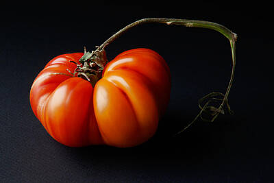 Queen Rights Managed Images - Tomato Royalty-Free Image by Daniel Furon