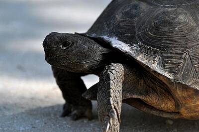 Sports Royalty-Free and Rights-Managed Images - Gopher Tortoise by David Tennis