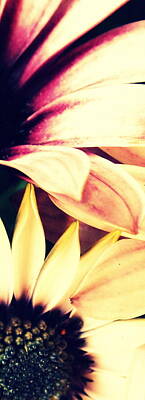 Abstract Flowers Royalty Free Images - Touch Of Petal Royalty-Free Image by Leigh Smith