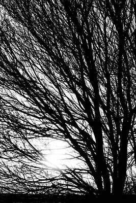 James Bo Insogna Rights Managed Images - Tree Branches and Light Black and White Royalty-Free Image by James BO Insogna