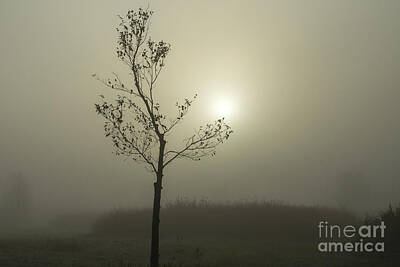 Guns Arms And Weapons - Tree in the fog  by Patricia Hofmeester