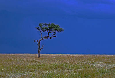 1-war Is Hell Royalty Free Images - Tree on Serengeti Royalty-Free Image by Tony Murtagh