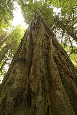 Graduation Hats Royalty Free Images - Tree Redwood CA 4 Royalty-Free Image by John Brueske