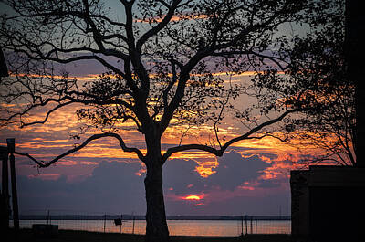 Landscapes Royalty-Free and Rights-Managed Images - Tree Silhouette by Kristopher Schoenleber