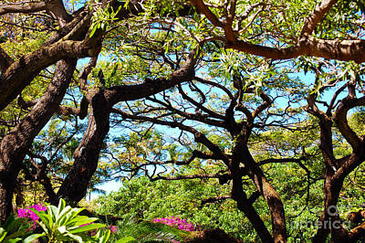 Grace Kelly Rights Managed Images - Tree Tango Royalty-Free Image by Flamingo Graphix John Ellis