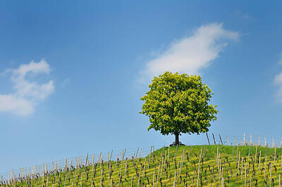 Mellow Yellow - Tree vineyard and blue sky by Matthias Hauser