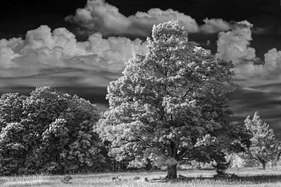 Randall Nyhof Royalty-Free and Rights-Managed Images - Trees and Clouds near Sleeping Bear Dunes by Randall Nyhof