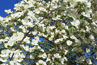 Not Your Everyday Rainbow - Trees Blossoming Art Prints White Dogwoods by Patti Baslee