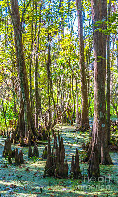 Creative Charisma - Trees in the swamp by Martha J Lara
