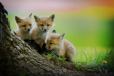 Everet Regal Royalty-Free and Rights-Managed Images - Trio of fox kits by Everet Regal
