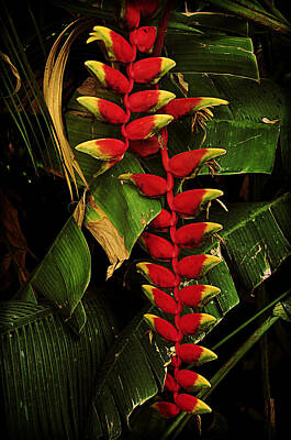 Cityscape Gregory Ballos - Tropical flowers Heliconia by Maria Godawa