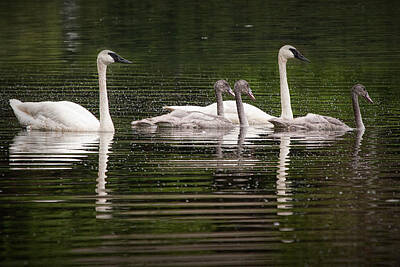 Lucille Ball Rights Managed Images - Trumpeter Swans on Wintergreen Lake Royalty-Free Image by Randall Nyhof