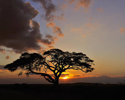 Mid Century Modern Royalty Free Images - Tsavo Sunset Royalty-Free Image by Tony Beck