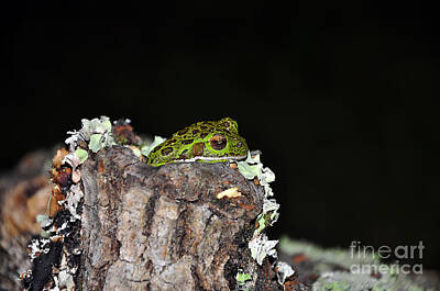 Car Design Icons Rights Managed Images - Tuckered Tree Frog Royalty-Free Image by Al Powell Photography USA